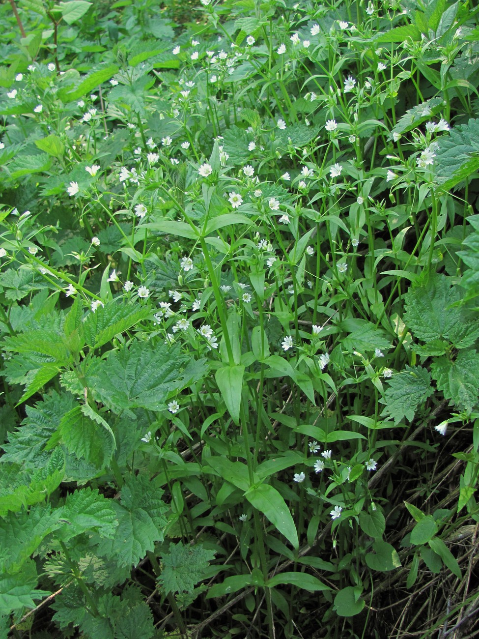 Image of Cerastium holosteum specimen.