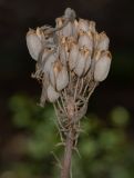 Aloe cryptopoda