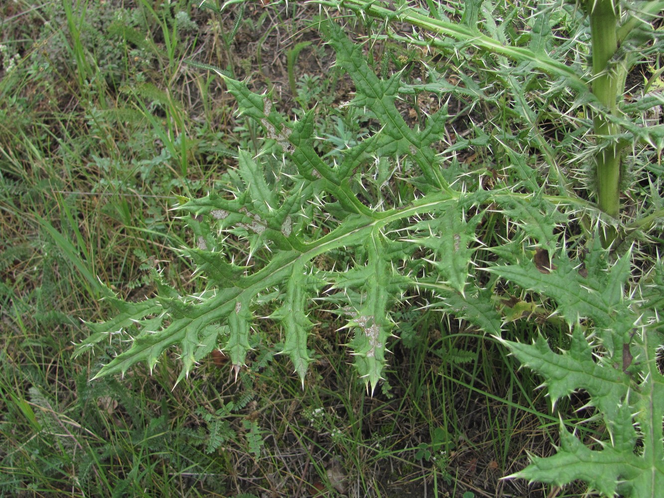 Изображение особи Echinops orientalis.