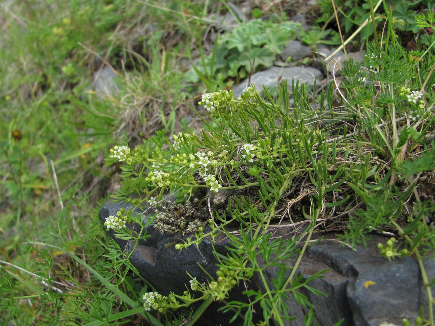 Изображение особи Thesium procumbens.