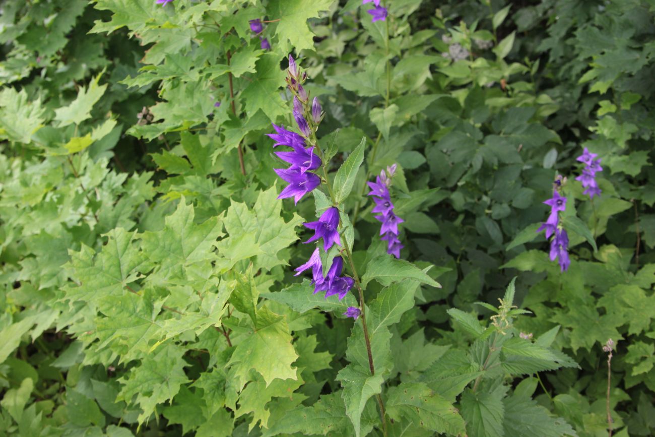 Image of Campanula latifolia specimen.