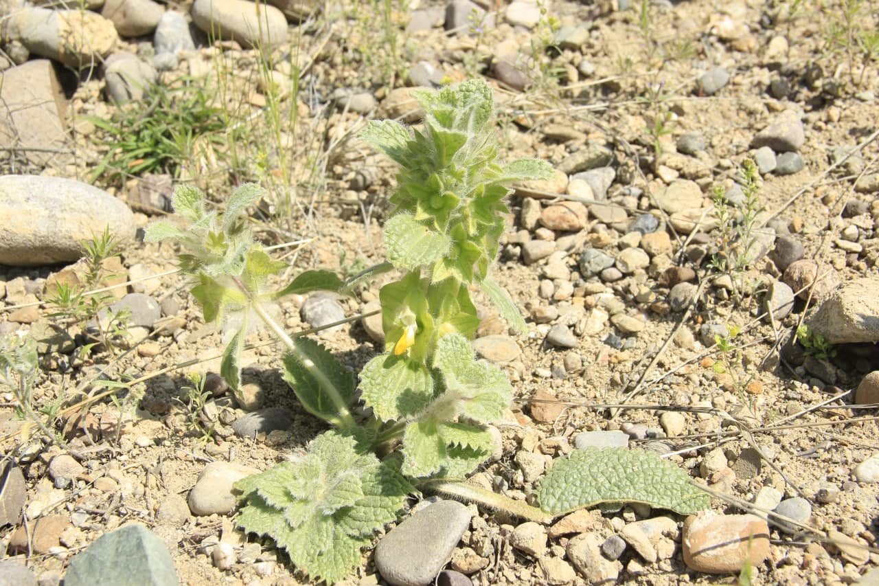 Image of Eremostachys isochila specimen.