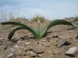 Allium subscabrum