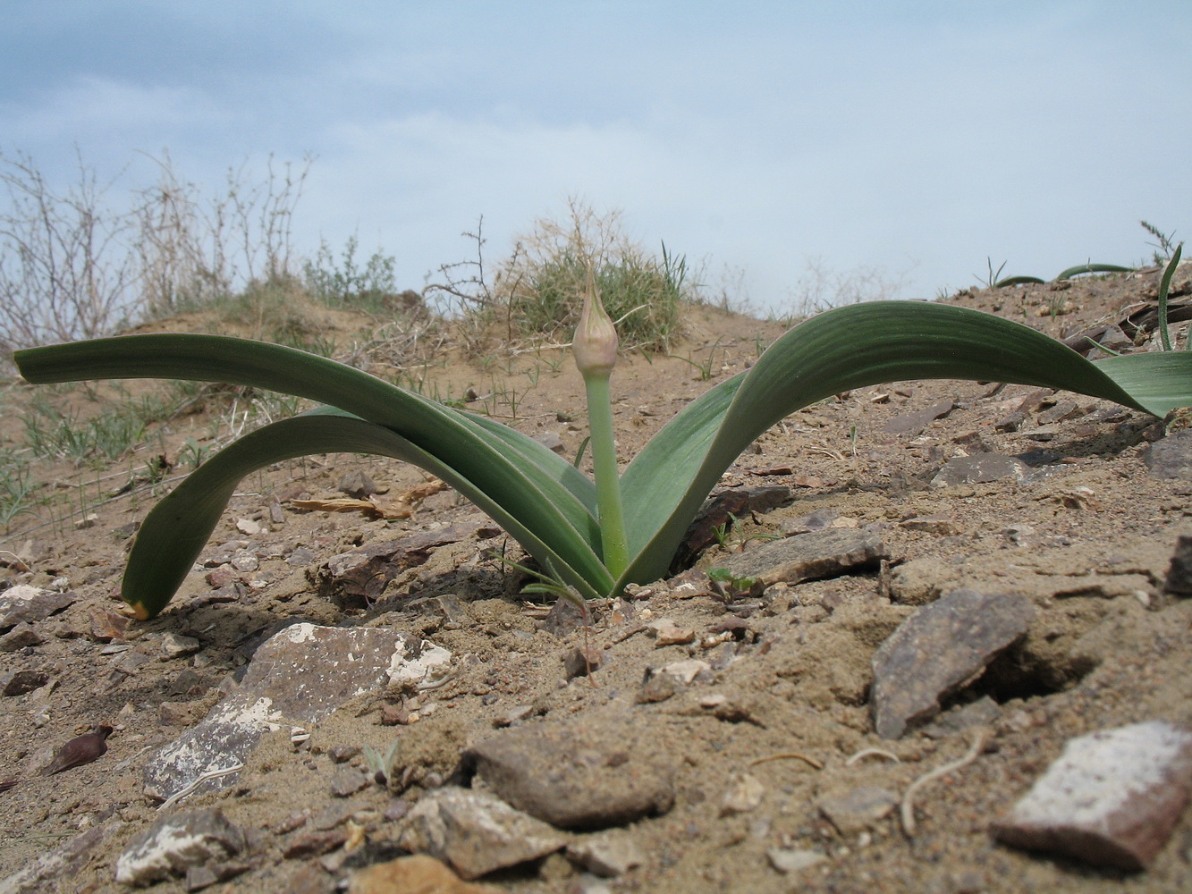 Image of Allium subscabrum specimen.