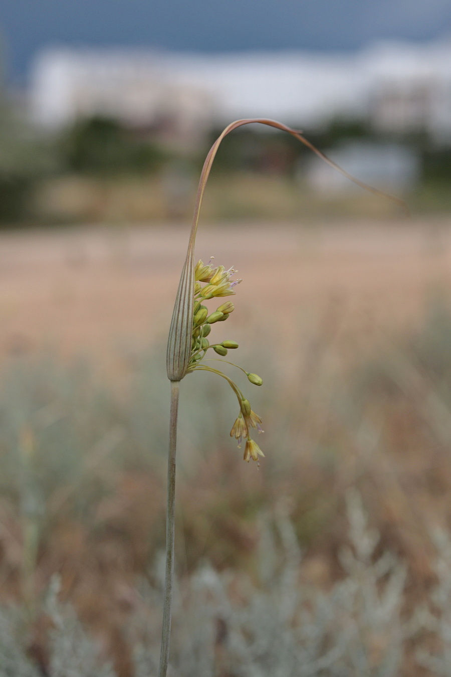 Image of Allium paczoskianum specimen.