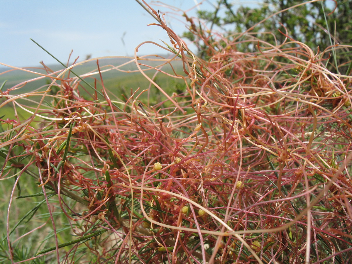 Image of genus Cuscuta specimen.