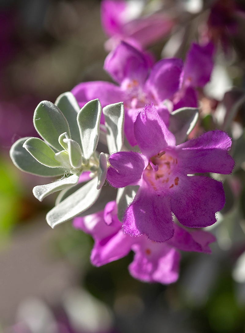 Изображение особи Leucophyllum frutescens.