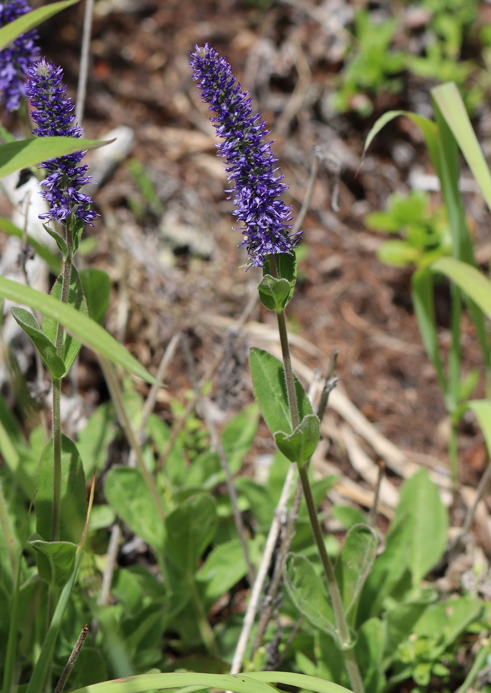 Image of Veronica porphyriana specimen.