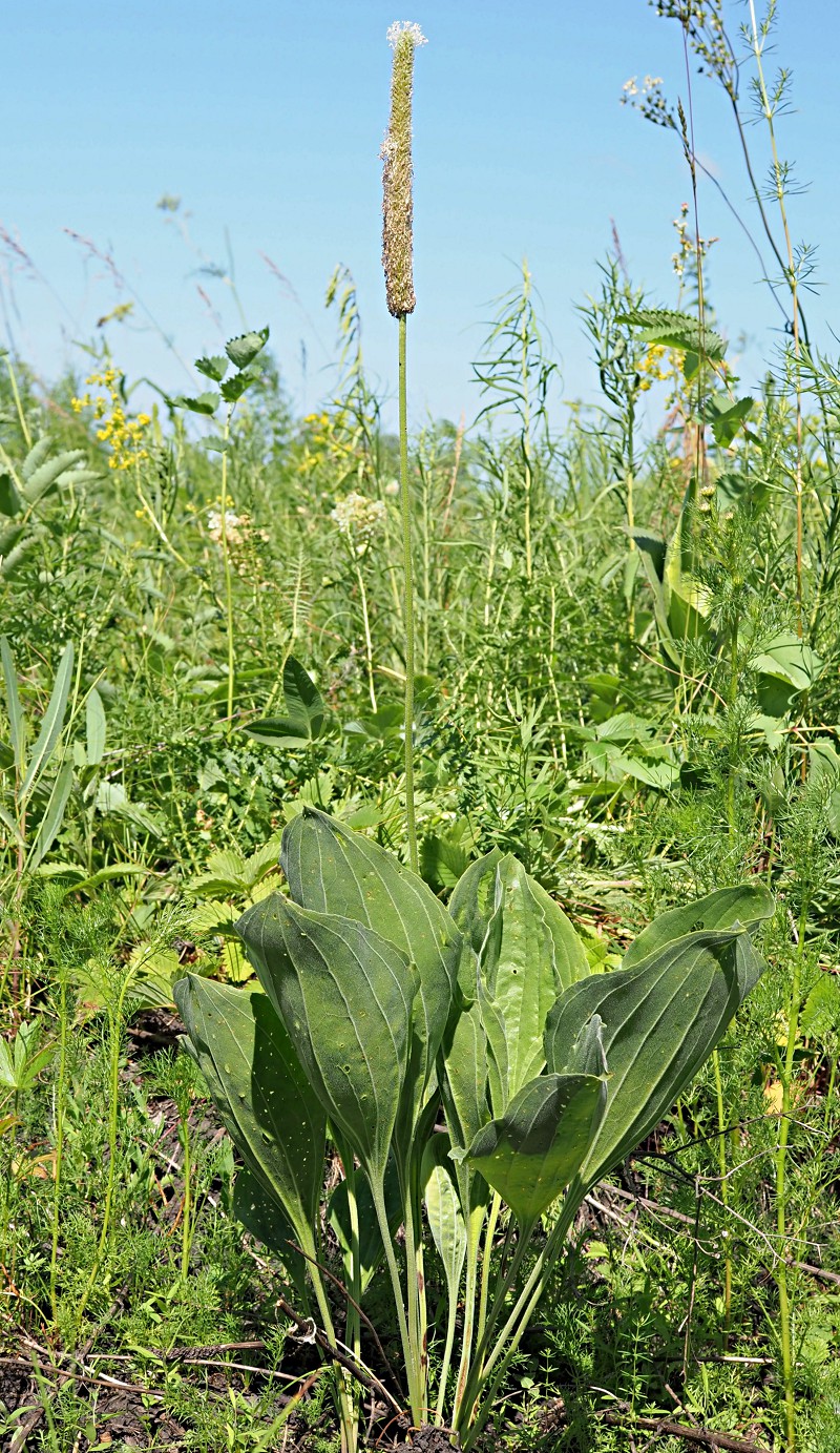 Изображение особи Plantago maxima.