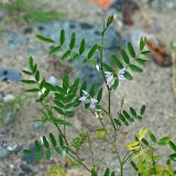 Galega officinalis. Верхушка цветущего растения. Республика Абхазия, р. Кяласур. 23.08.2009.