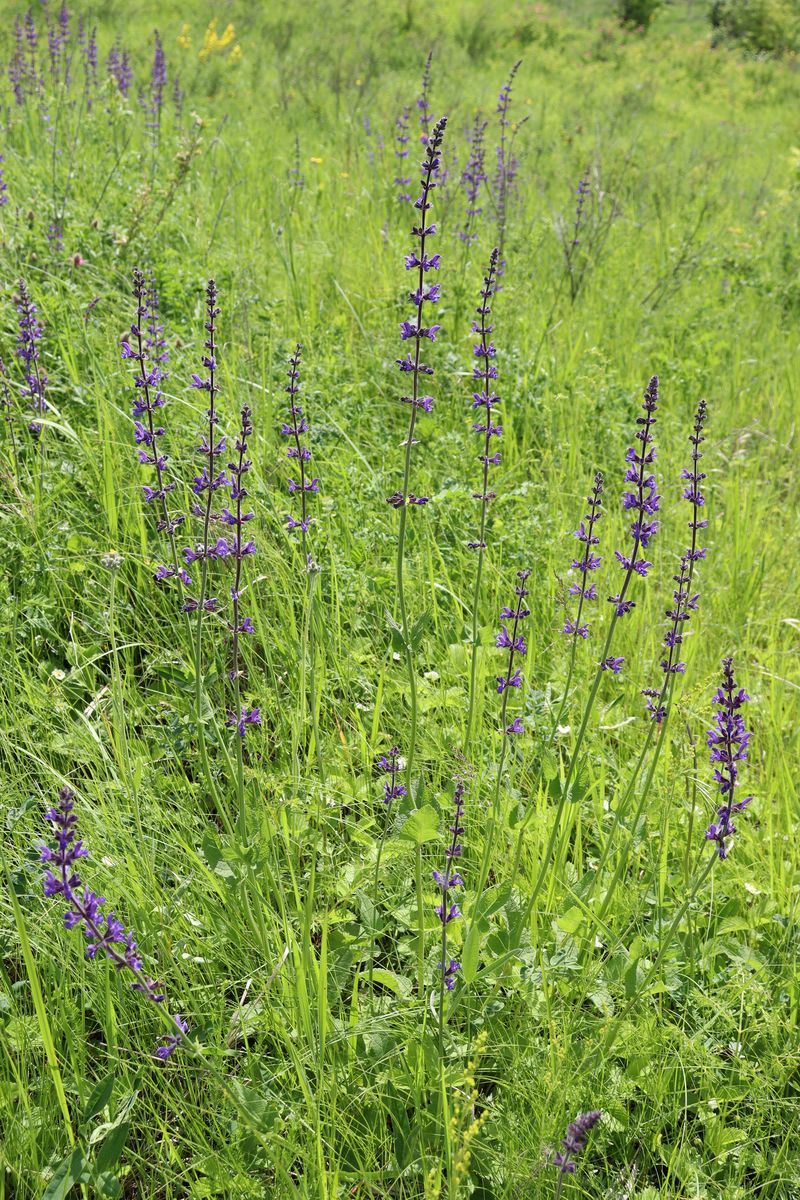 Image of Salvia stepposa specimen.