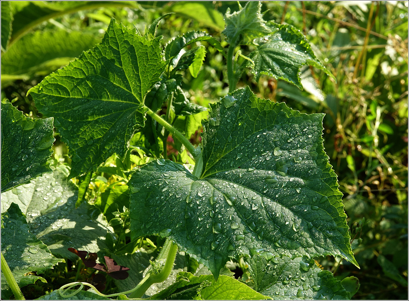 Image of Cucumis sativus specimen.