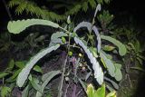 семейство Fabaceae
