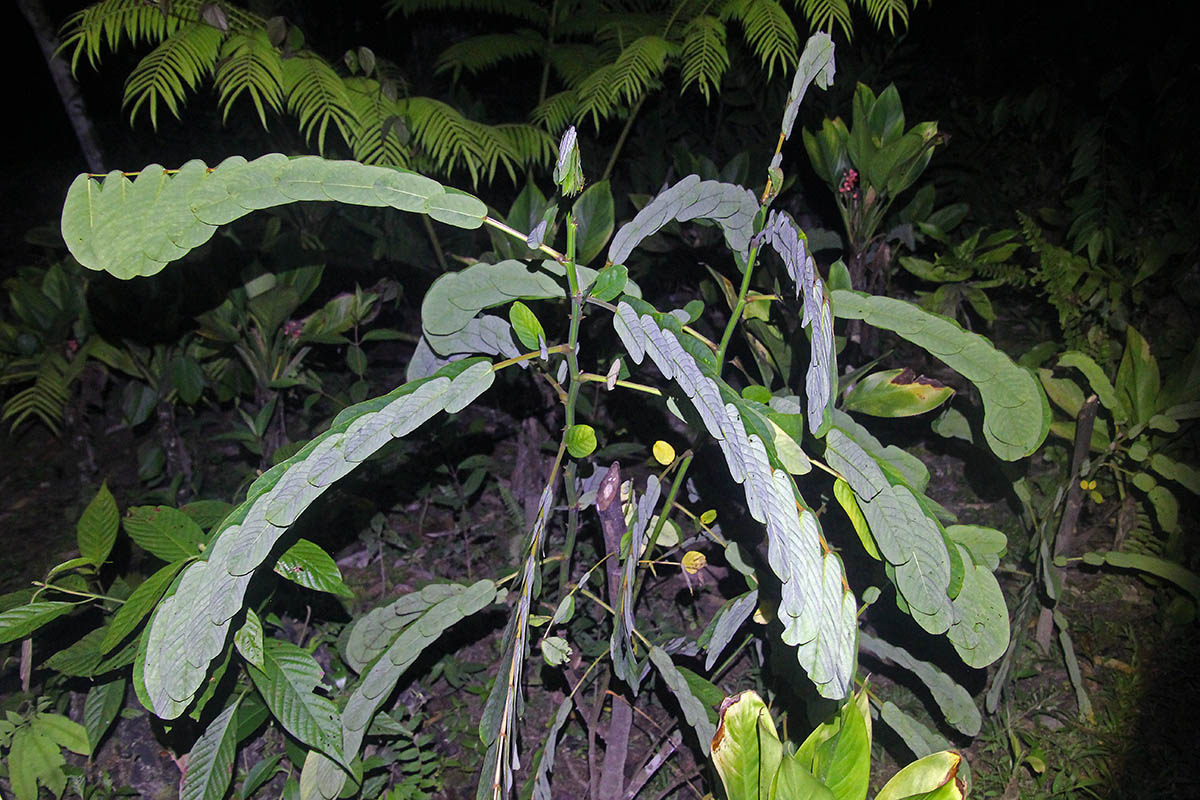 Изображение особи семейство Fabaceae.