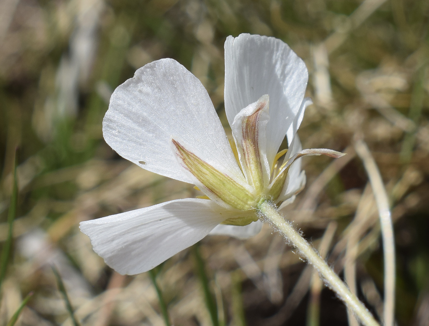 Изображение особи Ranunculus pyrenaeus.