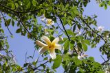 Ceiba insignis
