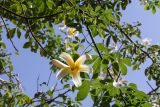Ceiba insignis. Части веток с цветком. Израиль, г. Бат-Ям, в культуре. 24.09.2022.