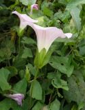 Calystegia inflata