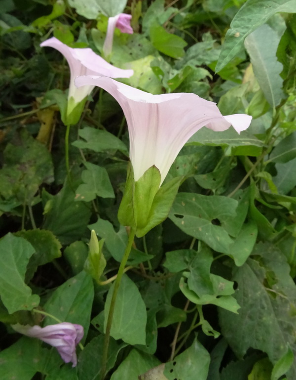 Изображение особи Calystegia inflata.