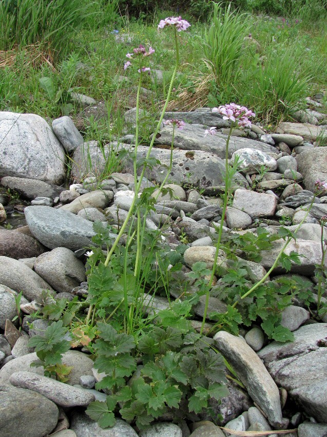 Image of Cardamine macrophylla specimen.