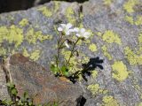 Saxifraga sibirica. Цветущие растения. Карачаево-Черкесия, Урупский р-н, Кавказский биосферный заповедник, Имеретинский горный узел, сев-вост. склон пика Ставрополь, верхняя стоянка Имеретинской тропы, ≈ 2400 м н.у.м., альпийский луг, в скальной расщелине. 28.07.2022.