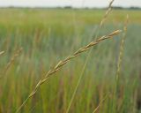 Elytrigia repens