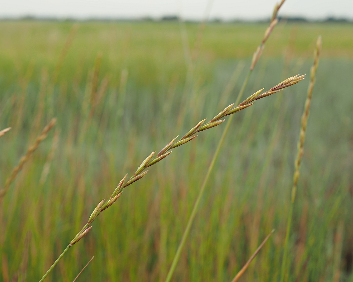 Изображение особи Elytrigia repens.