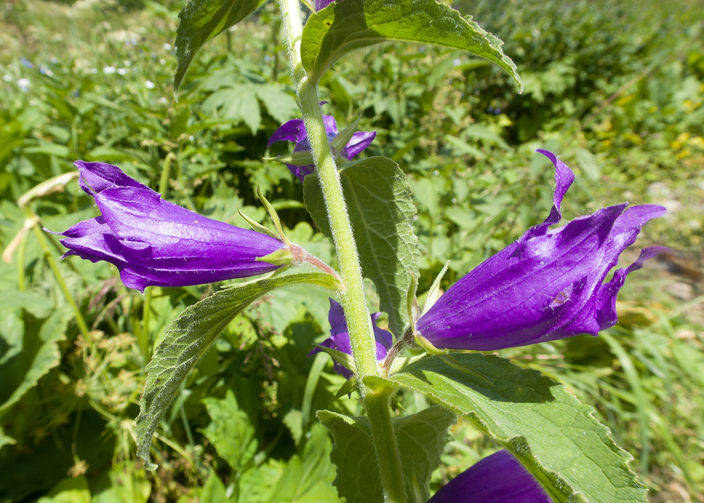 Image of Campanula latifolia specimen.