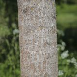 Image of taxon representative. Author is Игорь Павлов