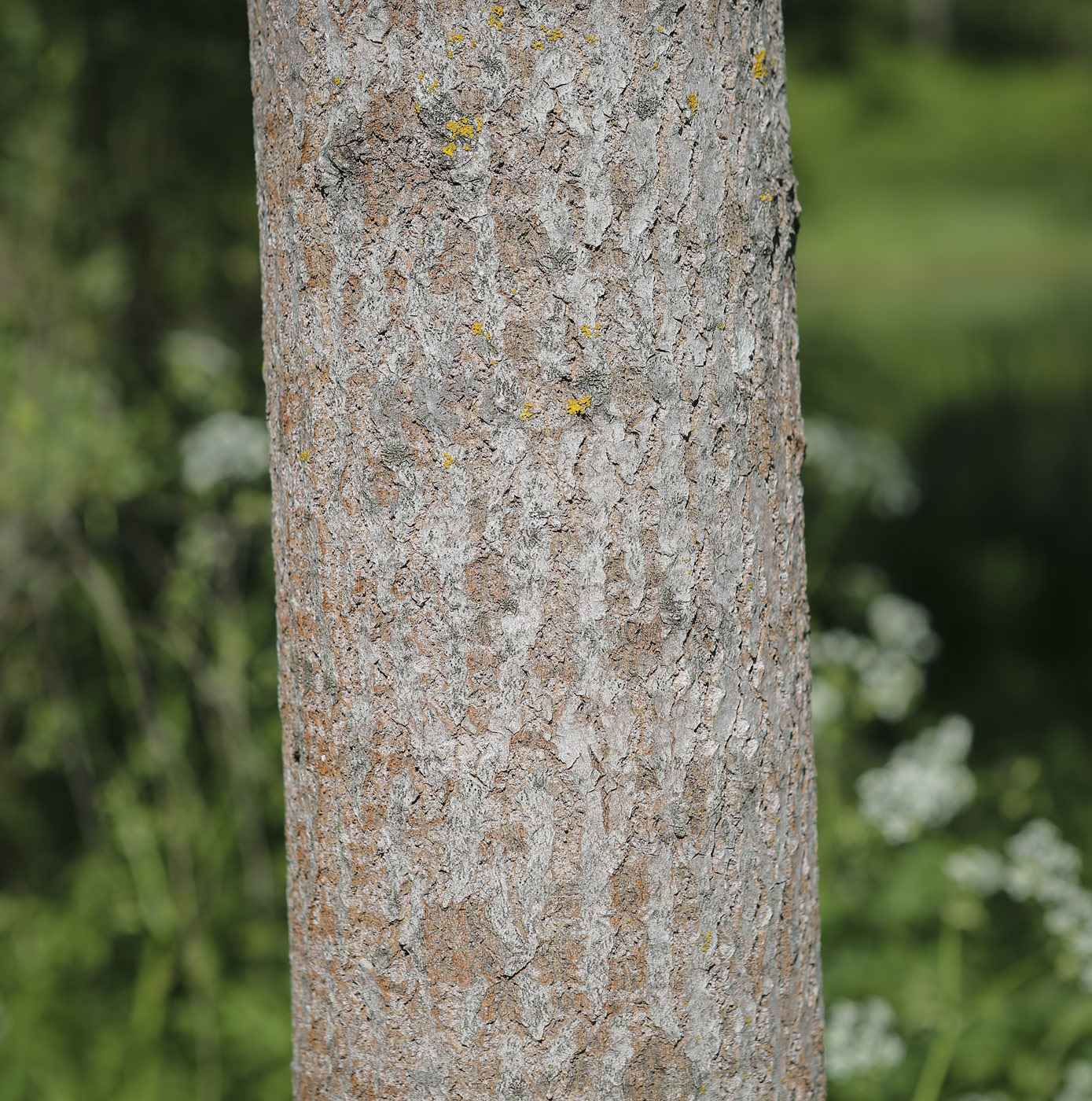 Image of Populus tremula specimen.