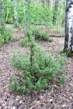 Juniperus communis. Растение с шишкоягодами. Республика Татарстан, окр. г. Набережные Челны, Белоусская часть НП «Нижняя Кама» (Челнинское лесничество), хвойно-мелколиственный лес. 02.09.2022.