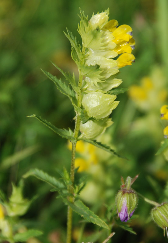 Image of Rhinanthus serotinus specimen.