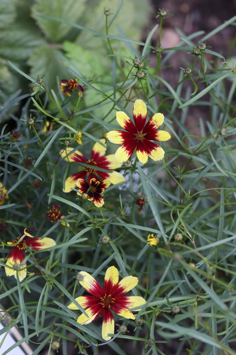 Image of Coreopsis verticillata specimen.