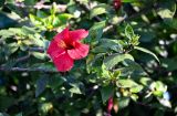 Hibiscus rosa-sinensis