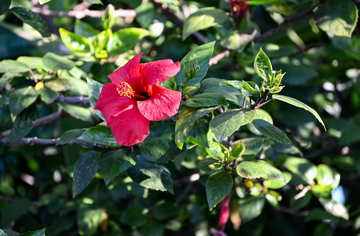 Изображение особи Hibiscus rosa-sinensis.