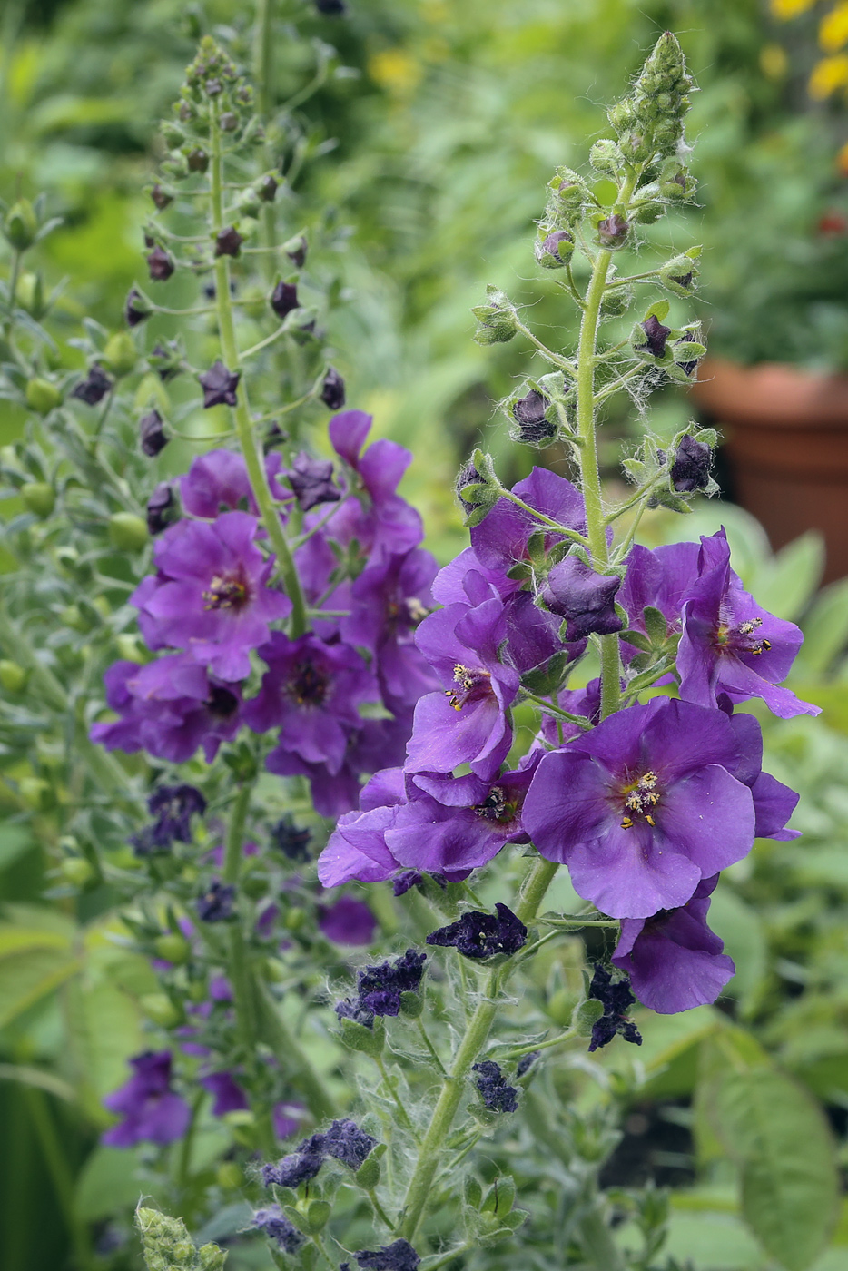Image of Verbascum phoeniceum specimen.