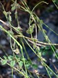 genus Onobrychis. Соплодия. Чечня, Итум-Калинский р-н, ур. Цой-Педе, ≈ 1200 м н.у.м., каменистый участок лугового склона. 27.07.2022.