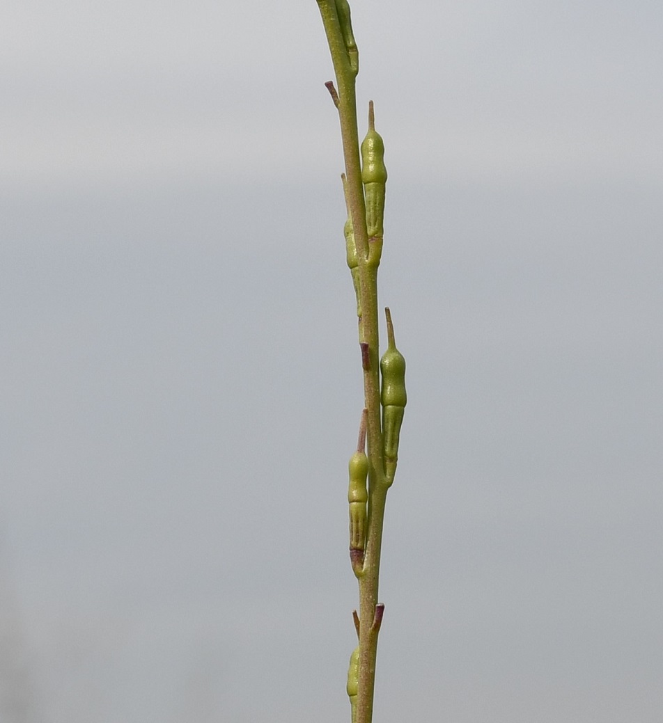 Image of Erucaria hispanica specimen.
