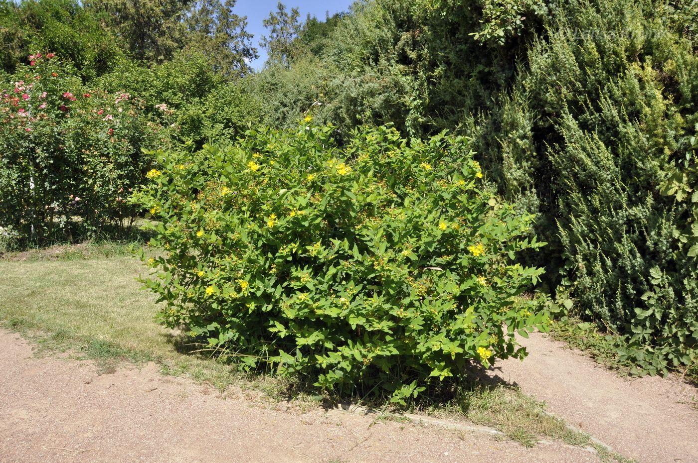 Image of Hypericum patulum specimen.