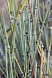 Ephedra intermedia