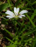 Stellaria holostea