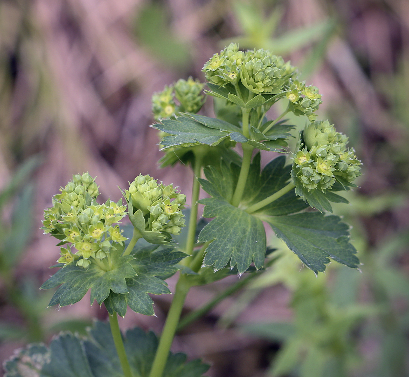 Image of genus Alchemilla specimen.