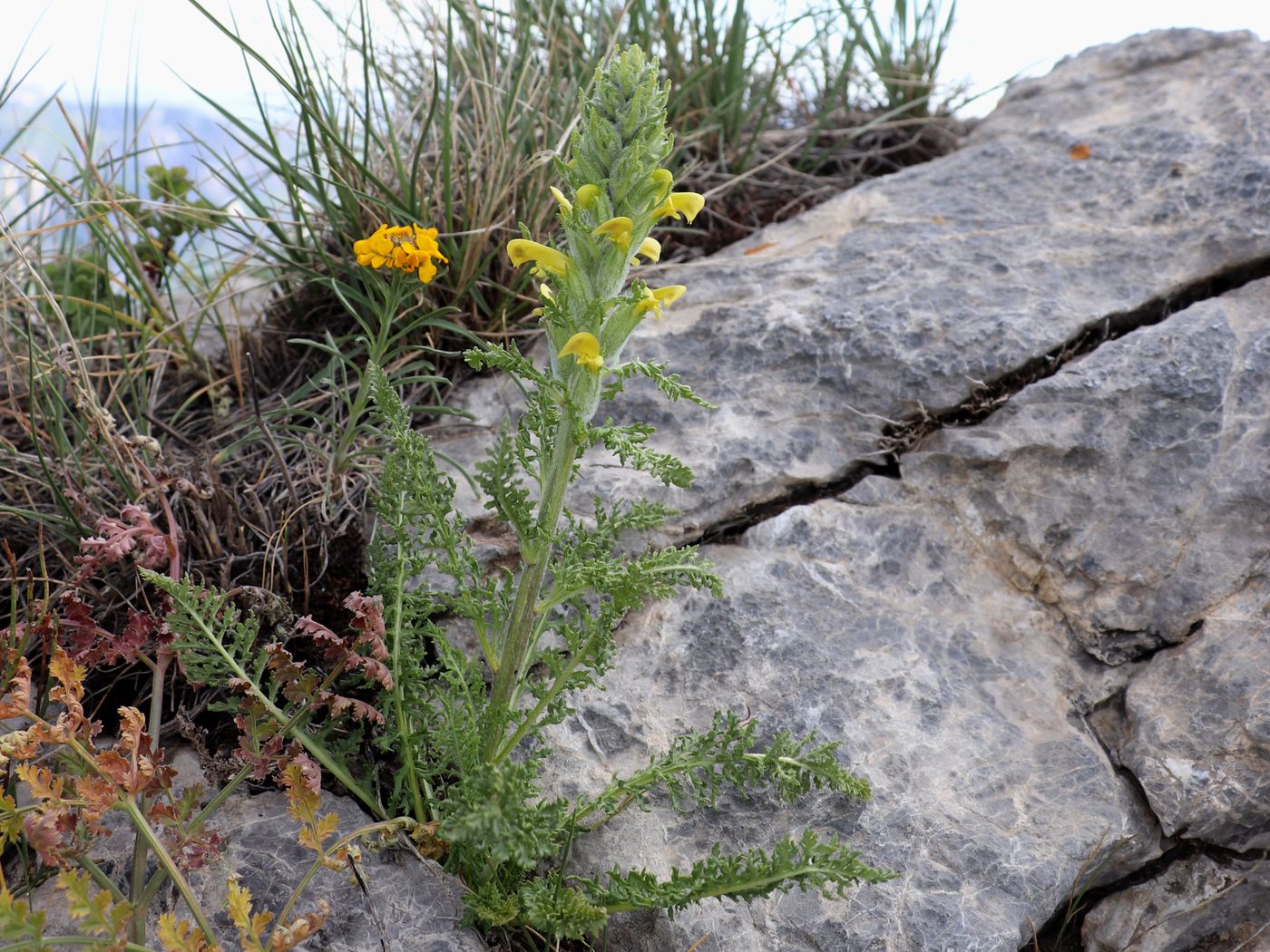 Изображение особи Pedicularis talassica.