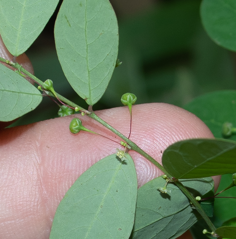 Изображение особи Phyllanthus rotundifolius.