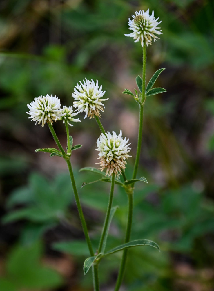 Изображение особи Trifolium montanum.