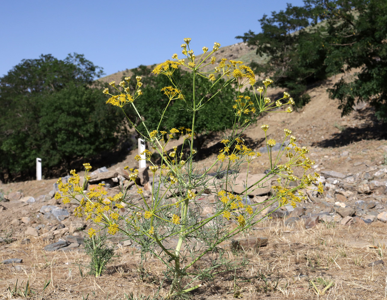 Image of Prangos pabularia specimen.