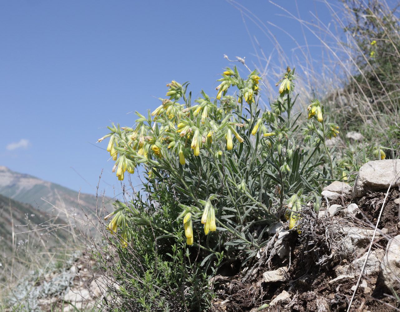 Изображение особи Onosma caucasica.