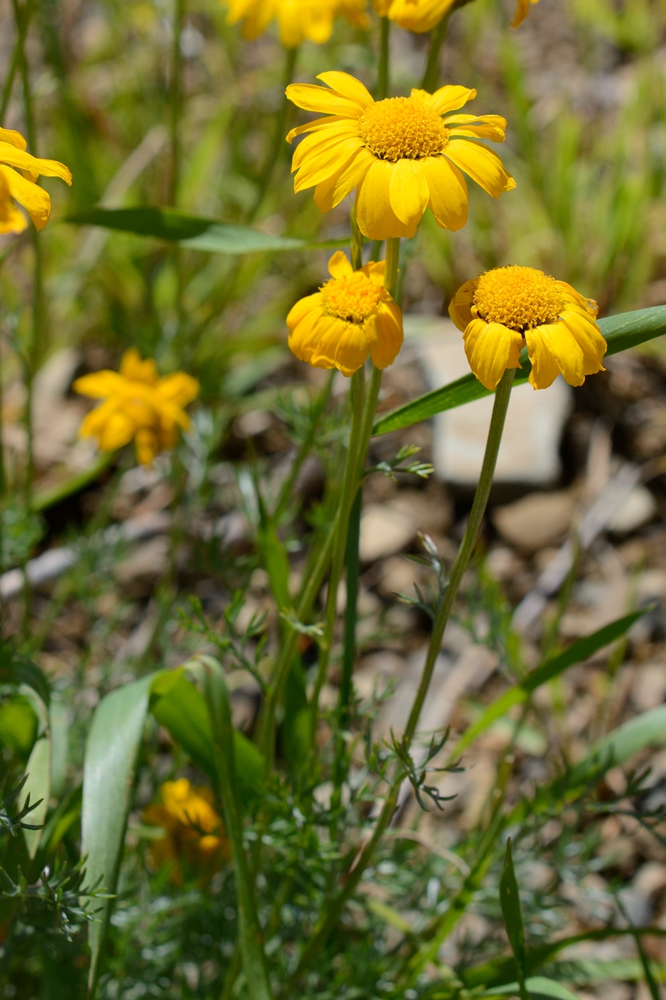 Изображение особи Anthemis sosnovskyana.