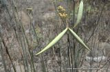 Asclepias subulata