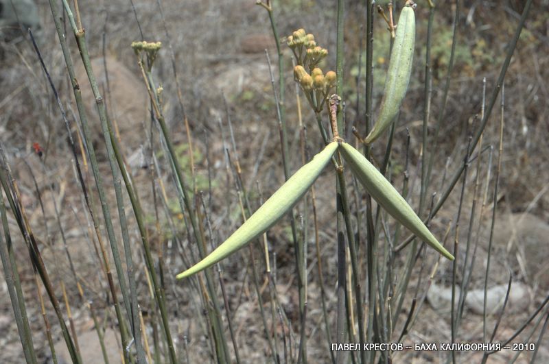 Изображение особи Asclepias subulata.